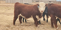 3 Horned Hereford Bulls... TX Panhandle