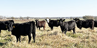 75 Angus & BWF Rep. Heifers... Southwest MO