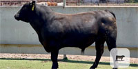 2 Limousin Bulls for Sale or Lease... Central TX
