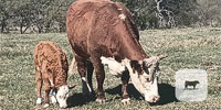 8 Reg. Horned Hereford Pairs... Central TX