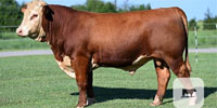 11 Reg. Angus and Reg. Line-One Hereford Bulls... N. Central AL