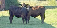 11 Crossbred Rep. Heifers... Northeast TX