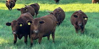 16 Red Angus Bred Heifers... S. Central OK