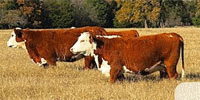 29 Hereford Cows... N. Central TX
