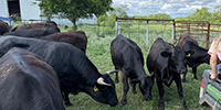 10 Angus Bred Heifers... N. Central TX