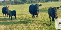 5 Angus Pairs... Northeast OK