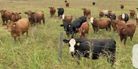 20 Angus & Red Angus Cross Bred Heifers... Central TX