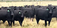 200	Angus Bred Heifers... W. Central NE