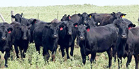 40 Angus & BWF Cows... TX South Plains