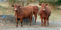 46 Red Angus Bred Heifers... S. Central OK