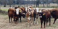 12 Braford/Tigerstripe Rep. Heifers... East TX
