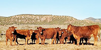 12 Red Angus Cows... Central NM