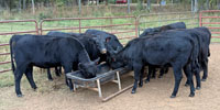 40 Angus & SimAngus Rep. Heifers... Northeast GA