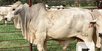 3 Reg. Gray Brahman Bulls... S. Central TX
