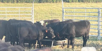 25 Angus, Brangus & BWF Rep. Heifers... N. Central MS