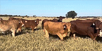 72 Beefmaster Bred Heifers... Central TX