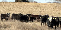 65 Angus & BWF Rep. Heifers... SW Missouri