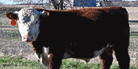 2 Reg. Polled Hereford Bulls... Northeast TX