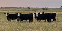 30 Angus & Black Baldy Rep. Heifers... Central TX