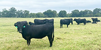 30 Angus Plus Bred Heifers... Southeast OK