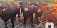15 Red Angus Bred Heifers... N. Central OK