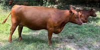 9 Red Angus Cows... Southwest AR