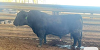1 Reg. Angus Bull... East TX