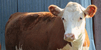 6 Reg. Polled Hereford Rep. Heifers... Northeast TX