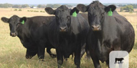 79 Angus Bred Heifers... Central TX