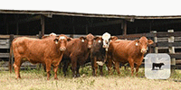 16 Angus, Brangus, Braford/Tigerstripe & Brahman Cross Cows... Central TX