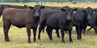 31 Angus Bred Heifers...  Central OK