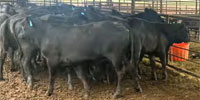 75 Brangus Rep. Heifers... N. Central TX