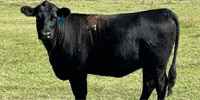 5 Reg. Angus Bred Heifers... Southeast OK