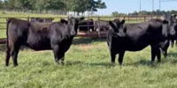 19 Angus Bred Heifers... Southwest OK ~ BVD-PI Neg.