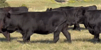 81 Angus Bred Heifers... Southwest OK~ BVD-PI Neg.