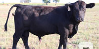 7 Reg. Angus Bulls... Northeast OK