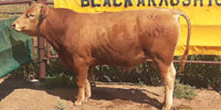 11 Reg. Purebred Akaushi/Wagyu Bulls... TX Panhandle