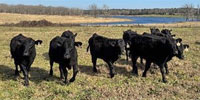 40 Brangus/Simmental Rep. Heifers... Southwest AR