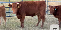 2 Reg. Akaushi 2nd-Calf Cows... Central TX