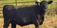 12 Angus Rep. Heifers... South TX