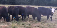 12 SimAngus Bred Heifers... Southwest MO