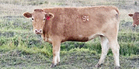 2 Reg. Akaushi/Wagyu Bred Heifers... S. Central ID