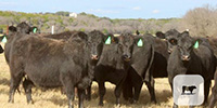 8 Angus Bred Heifers... Central TX (1)