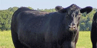 4 Reg. Angus Bred Heifers... North TX