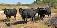 100 Angus/Brangus Cows... W. Central TX