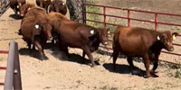 46 Reg. Red Angus Cows... NE Panhandle