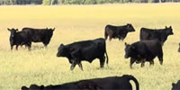 50 Angus Bred Heifers... Central OK