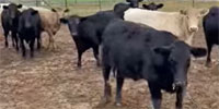 100	Angus, Charolais, Red Angus Rep. Heifers... W. Central TX
