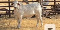 1 Reg. Brahman Rep. Heifer... S. Central TX