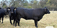 20 F1 Brangus Bred Heifers... East TX